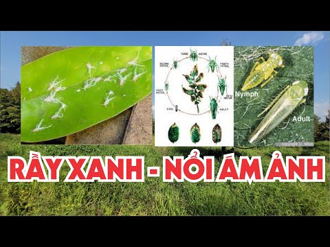 Video Rầy Xanh, Nỗi Ám Ảnh Của Nhà Vườn Sầu Riêng CÁCH PHÒNG... - YouTube