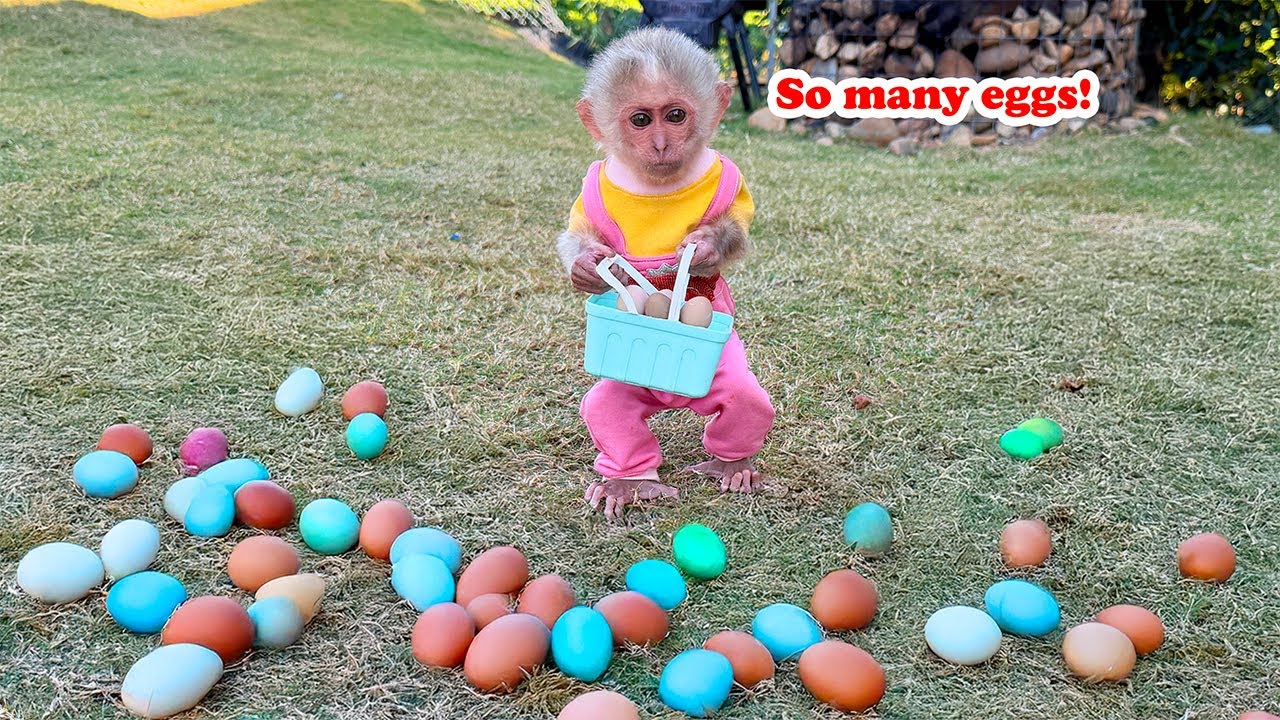 Smart Baby Monkey YuLi helps Dad collect chicken eggs and make a super delicious cake