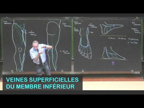 Vidéo: Fonction Oblique Inférieure, Anatomie Et Diagramme - Cartes Corporelles
