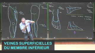 Anatomie des veines superficielles du membre inférieur (Membre inférieur 11)