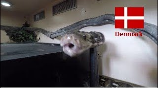 Reticulated Python strike part 2