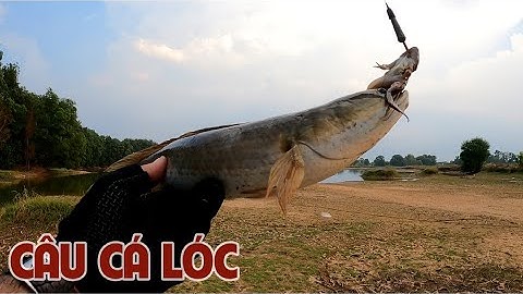 Câu Lure Cá Lóc ✅ Câu Cá Lóc Khúc Ao Huyền Thoại Bằng Mồi Nhái Thật | Tâm Râu Vlog #217