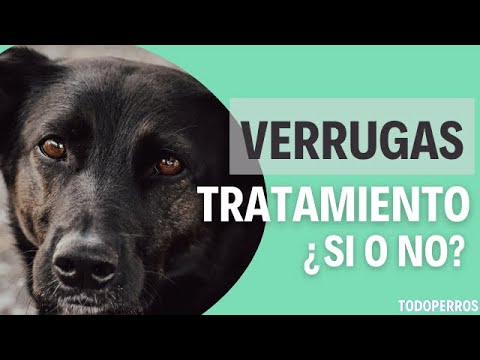 Por qué a mi PERRO le SALEN VERRUGAS 🤔🐶 ¿Son contagiosas? hqdefault