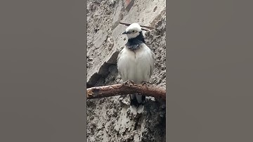 DIFFERENCES BETWEEN MALE AND FEMALE HONG KONG STARLINGS