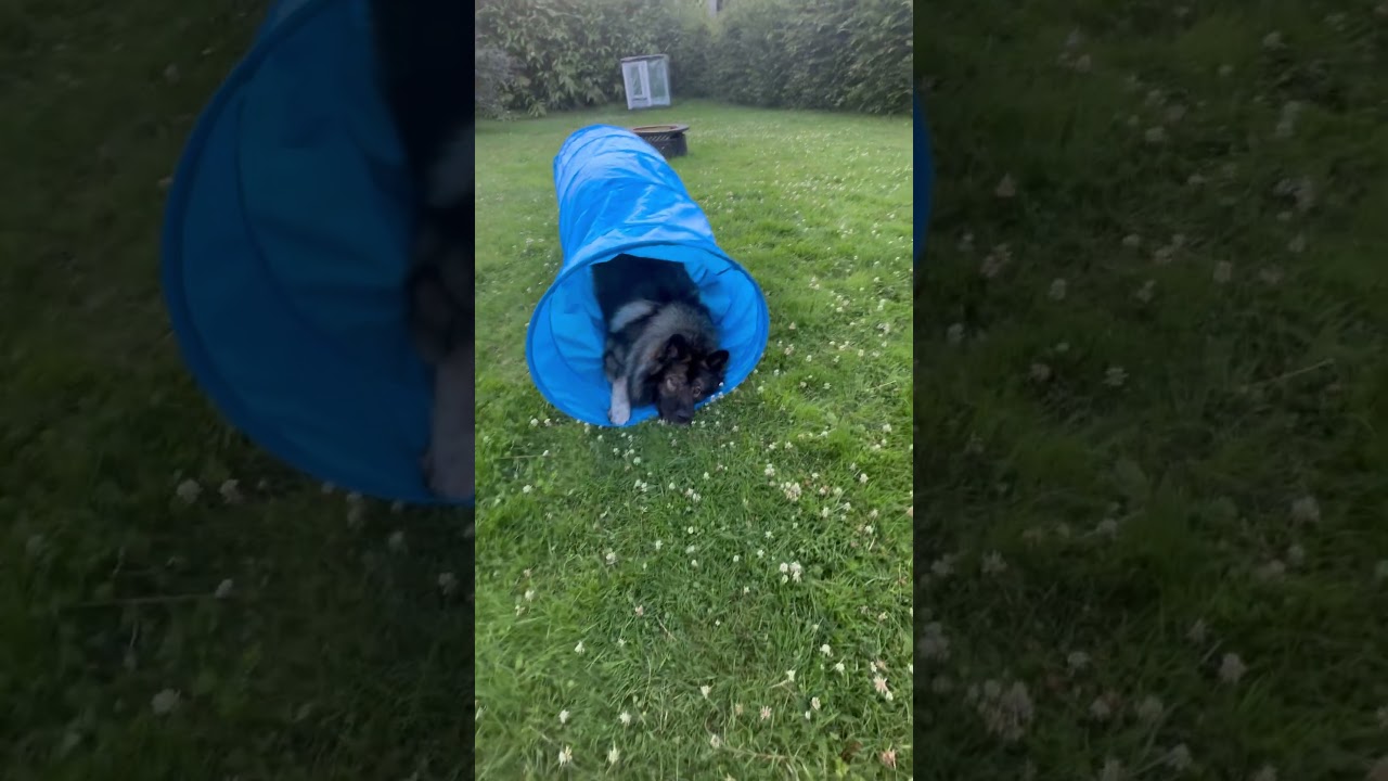 Wie viele Tiere habt ihr? 