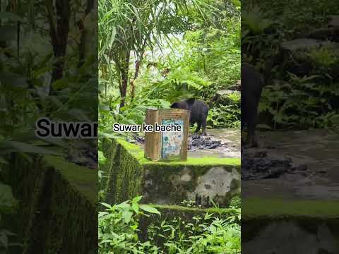 Suwar ke bache #subscribe #youtube #youtubeshorts #shortvideo #viralvideo #ytshorts #shorts #viral