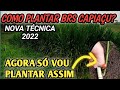 Nova técnica Pra plantar Brs capiaçu, veja como fazer, método 2022, agora só vou plantar assim?