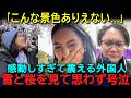 【海外の反応】「日本だけズルすぎる…」桜の美しさに外国人が号泣
