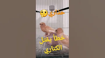 خطأ قد يقتل طائر الكناري في موضوع استحمام طيور الكناري حذاااااااري 