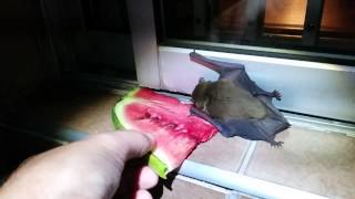 A bat landed on my porch