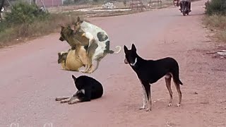 Awesome Pet Smart Rural Dogs !! Dog Meeting for the Summer Season in Village.