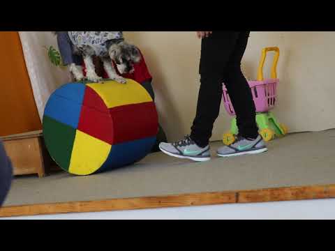 のぼりべつクマ牧場 わんわんショー シュナウザー 2｜LIB
