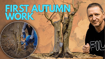 Hornbeam Yamadori Bonsai: First Autumn Work