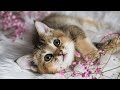 Cat lullaby for kittens with anxiety relaxing music for cats 10 hours