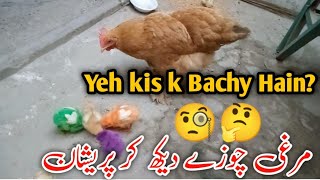Golden Buff Hen And Farmy Chicks.  Mazur Maa | Vlog