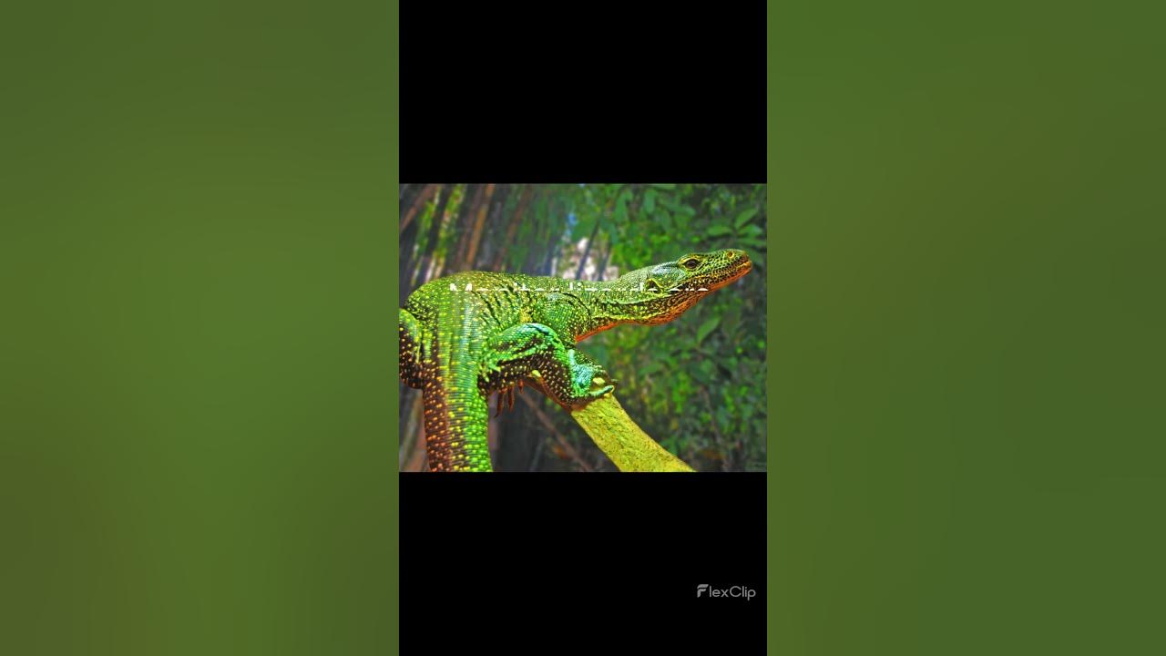 5-amazing-facts-about-monitor-lizards-youtube