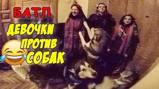 СОБАКИ ПОДПЕВАЮТ ЩЕДРОВКИ и КОЛЯДКИ / ШОК КОНТЕНТ СОБАКИ ПОДПЕВАЮТ ЩЕДРОВКИ и КОЛЯДКИ / ШОК КОНТЕНТ