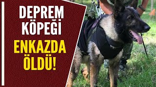 Deprem Köpeği̇ Enkazda Öldü