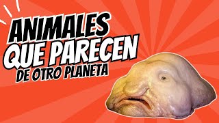 10 animales que no creerás que existen en la Tierra 👽