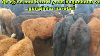 Romitan Qo'rg'on mol bozori yosh buqacha va gunajinlar narxlari 8-fevral, 2024