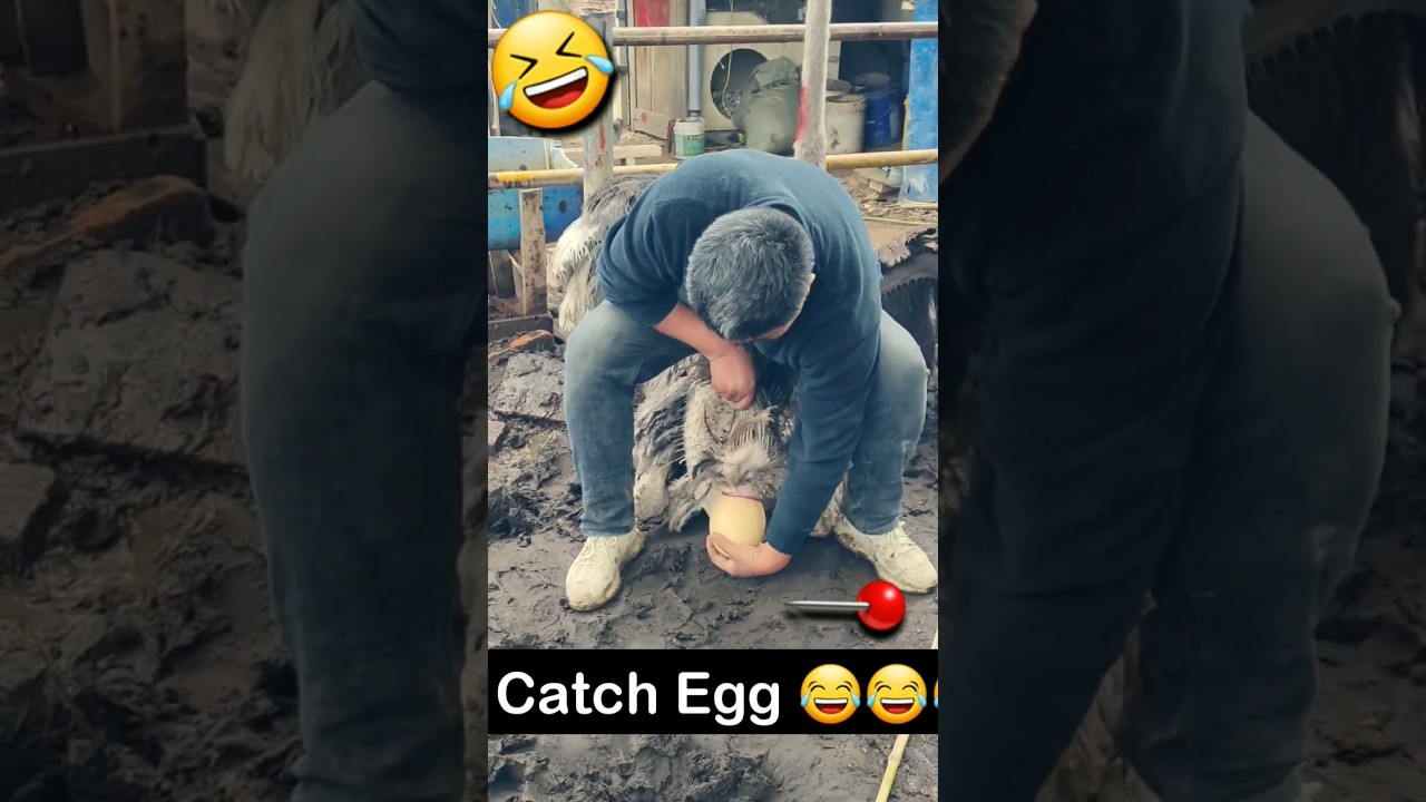 Egg Catch..☺😄🤗 