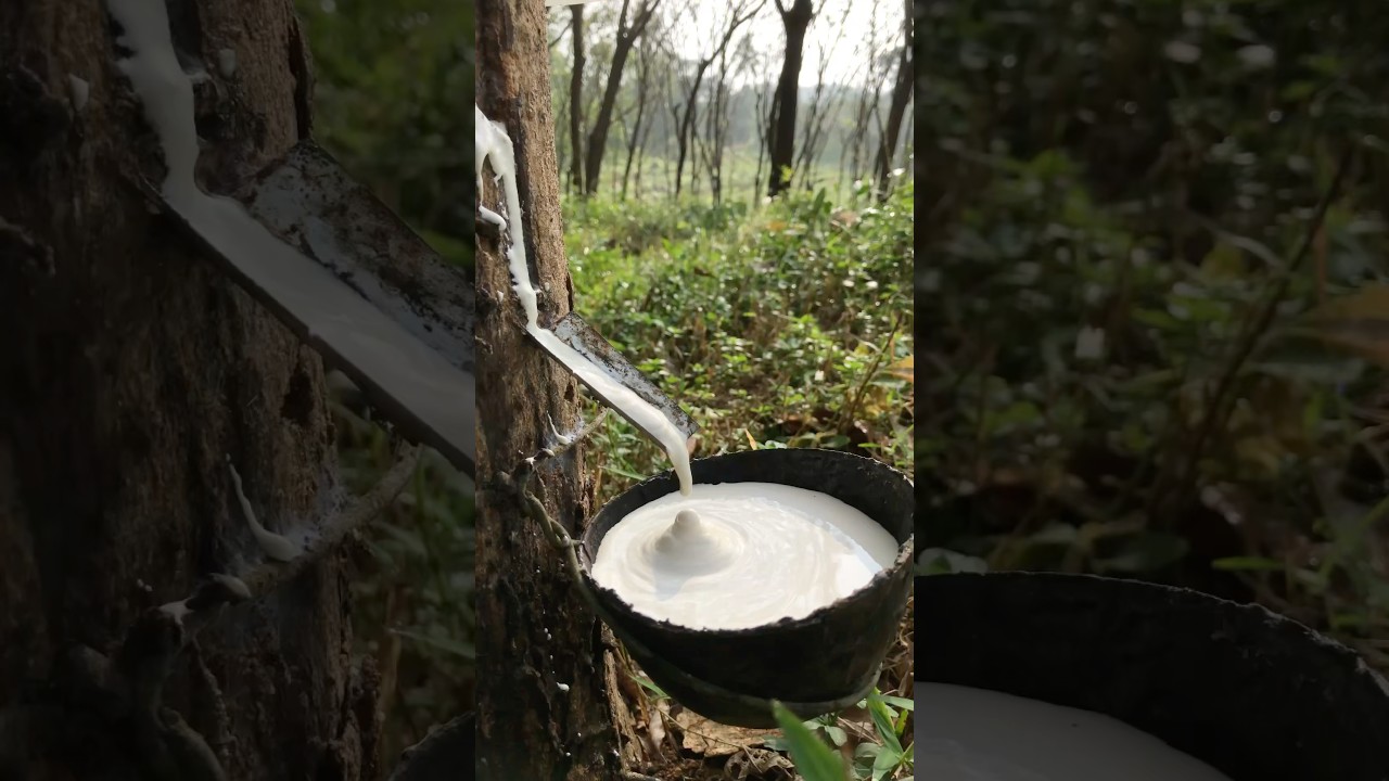 Natural Rubber latex