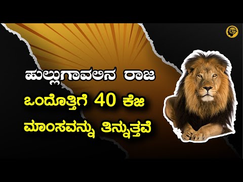 ಸಿಂಹ | ಒಂದೊತ್ತಿಗೆ 40 ಕೆಜಿ ಮಾಂಸವನ್ನು ತಿನ್ನುತ್ತವೆ | kaala chakra | Lion facts