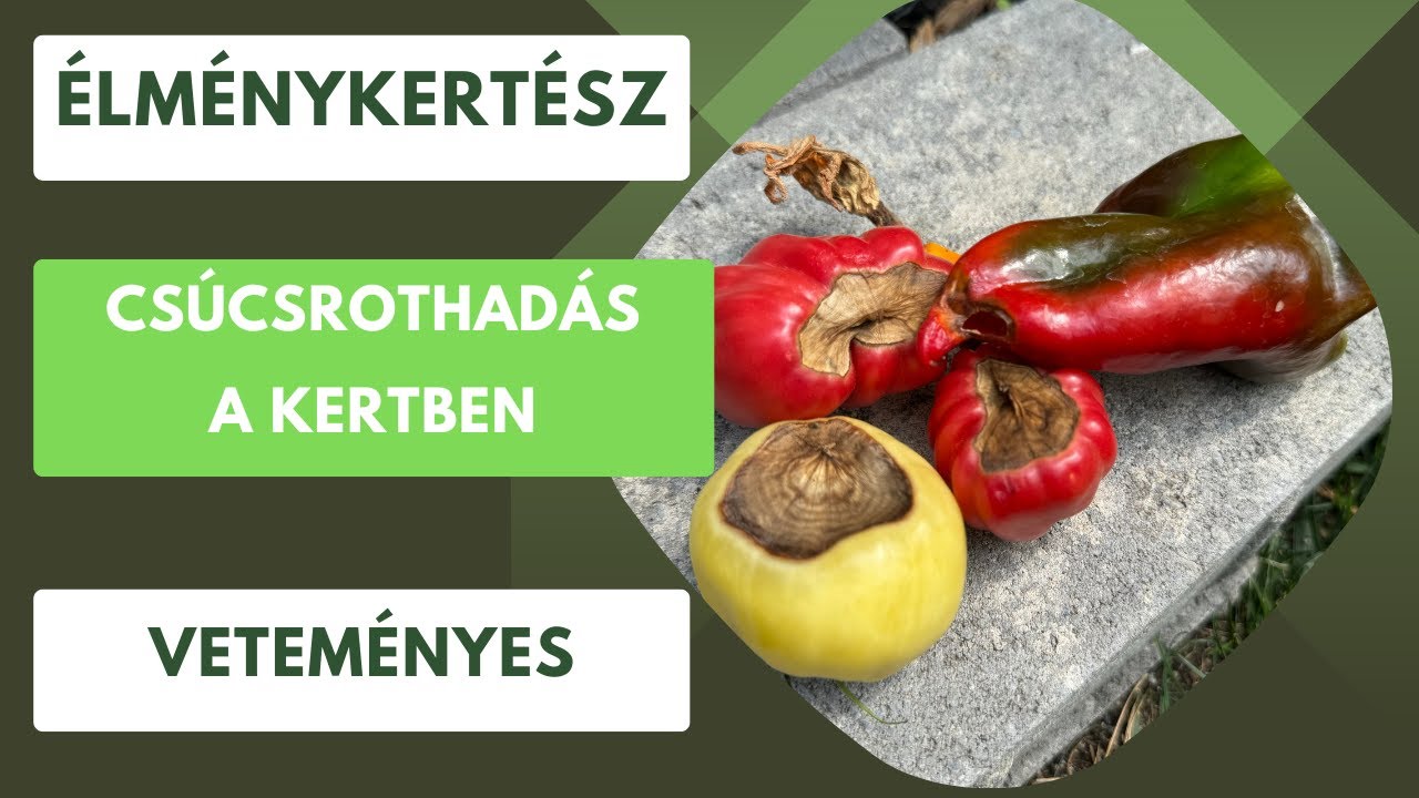Ami tönkre tudja tenni a teljes termést, ha nem figyelsz rá!- Csúcsrothadás a veteményesben🍅🫑