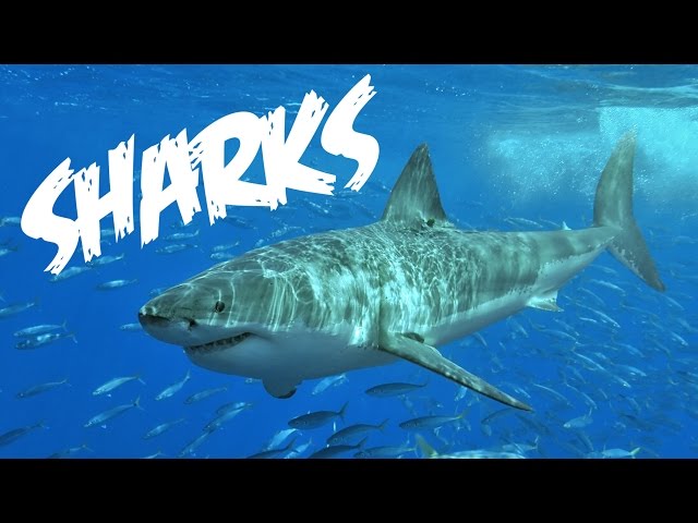 All About Sharks for Children: Animal Videos for Kids - FreeSchool class=