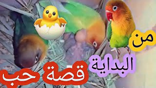 ترويض طائر من الصغر, قصة حب بدأت من هنا