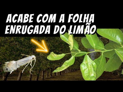 Vídeo: Problemas de folhas cítricas - folhas caindo de uma árvore cítrica