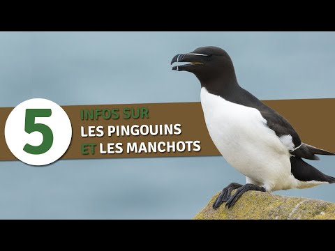 Vidéo: Faits intéressants sur les pingouins. Pingouins de l'Antarctique: description