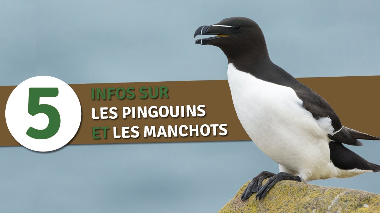 5 infos sur les pingouins et les manchots 
