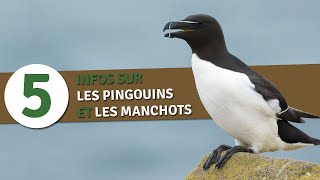 5 infos sur les pingouins et les manchots