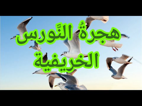 هجرة النورس الخريفية 