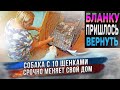 Экстренная ситуация! Бланка с 10 щенками возвращается к нам посреди ночи.