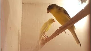 Suara Kenari Kawin Ini Sangat Ampuh Untuk Memancing Kenari Agar Cepat Jodoh, Kawin & Bertelur!