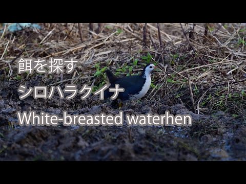 【餌を探す】シロハラクイナ White-breasted waterhen