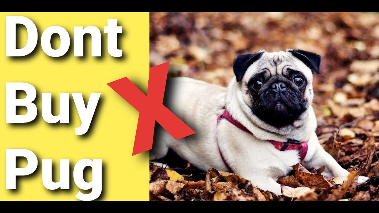 Most problems of pug in hindi Pug Dog Problem and pug solutions YouTube