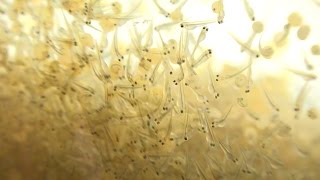 Koi fry 70 hours after fertilisation - Yoshikigoi Farm, Poland