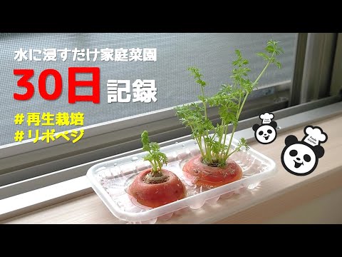 にんじん再生栽培 収穫までの30日記録 [パンダの畑2]リボベジ