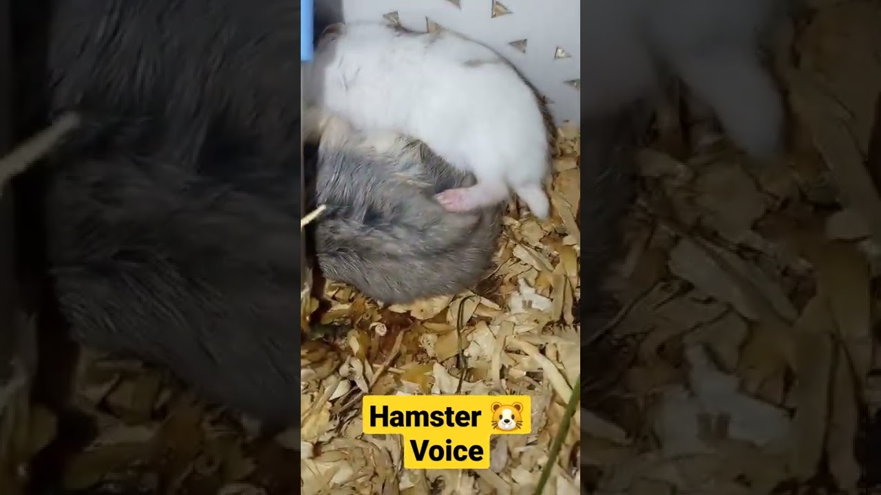 Hamster Voice 🐹