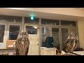 ふくろうママのフクロウライブ