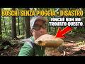 Boschi senza pioggia = disastro &ldquo;Finch&eacute; non ho trovato questo&rdquo; funghi 2026 [SUB]