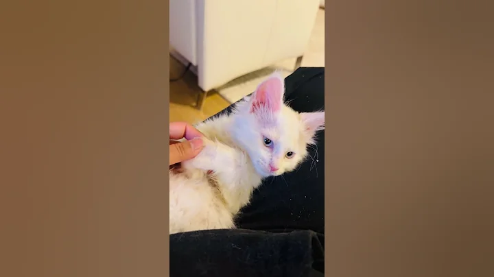 Video 11169041: white maine coon kitten, fluffy maine coon kitten, maine coon kittens love