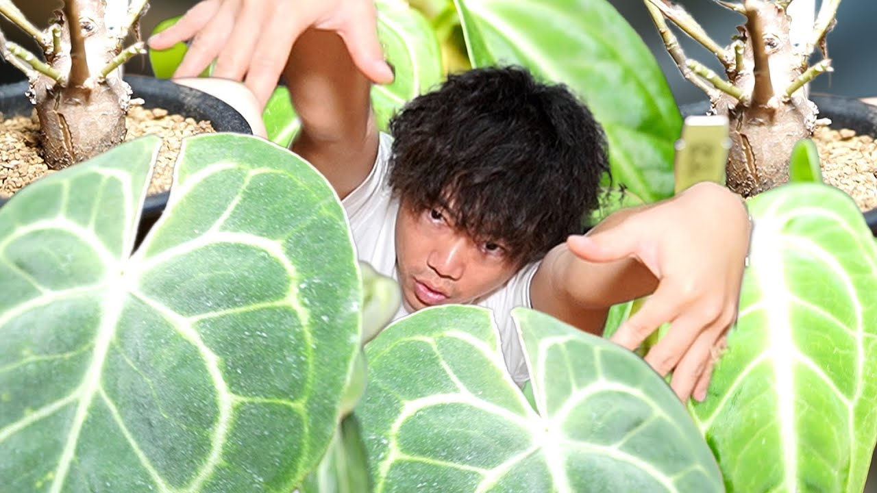 【観葉植物】どこにでもあるホームセンターでレアな植物見つけたので買ってきました[観葉植物][塊根植物][アロイド][アンスリウム]