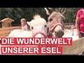 Gut Aiderbichl: Die Wunderwelt unserer Esel