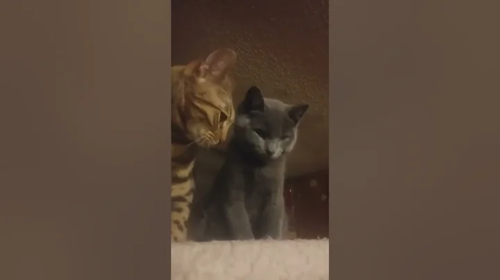 Watch the video about Fenris the Manx kitten and Loki the Bengal! Too cute
