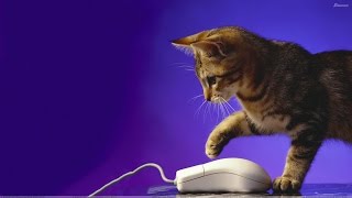 THE SHADOWS Cat 'n' mouse