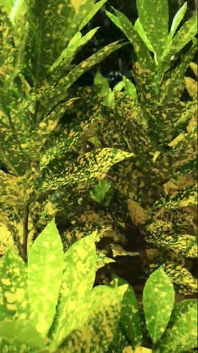 GOLD DUST CROTON STRIKINGLY FROM A FAR | BEAUTIFUL COMMON LEAFLY PLANT